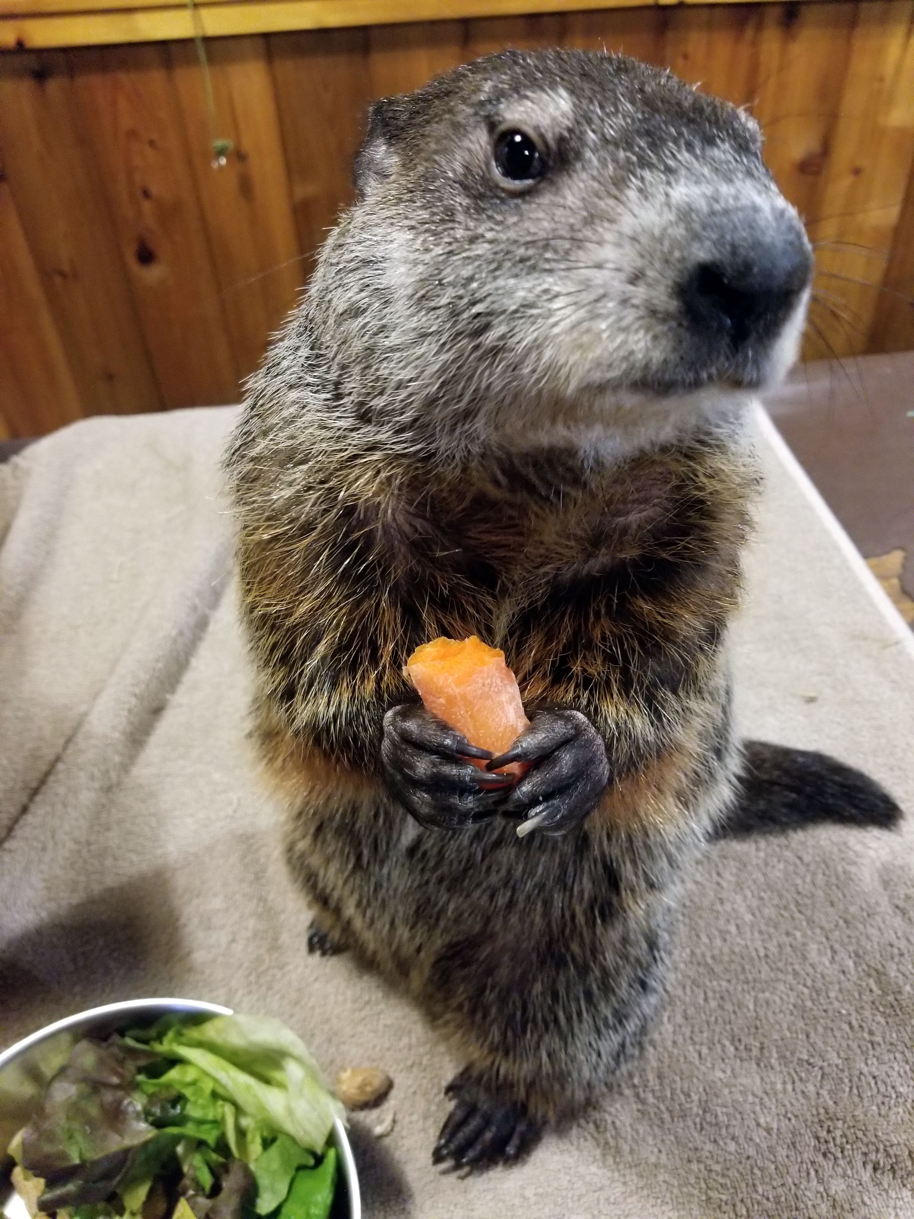 DNR Michigan's groundhog prepares for perennial prognostication