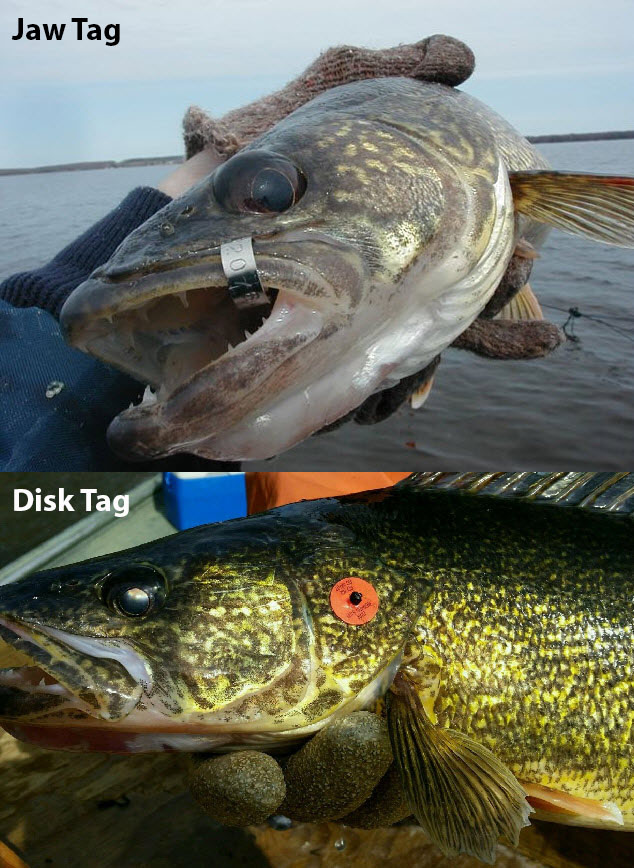 DNR asks anglers to report tagged walleye they catch in Saginaw