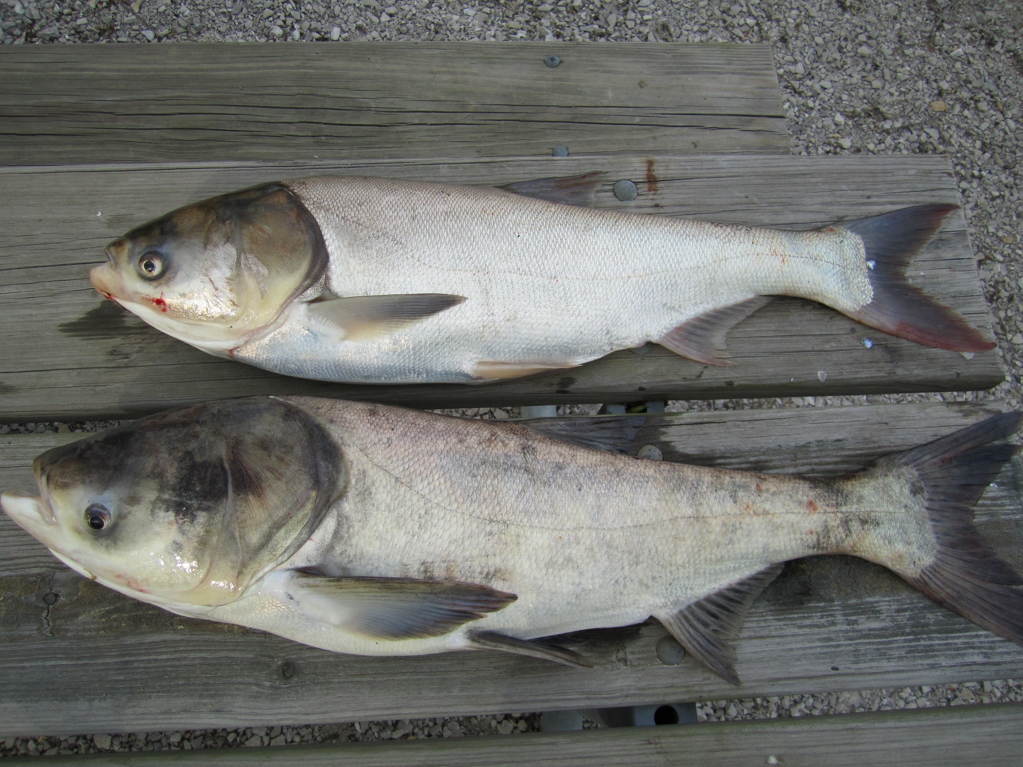 Invasive carp eDNA sampling results cause retesting on three Michigan  inland lakes