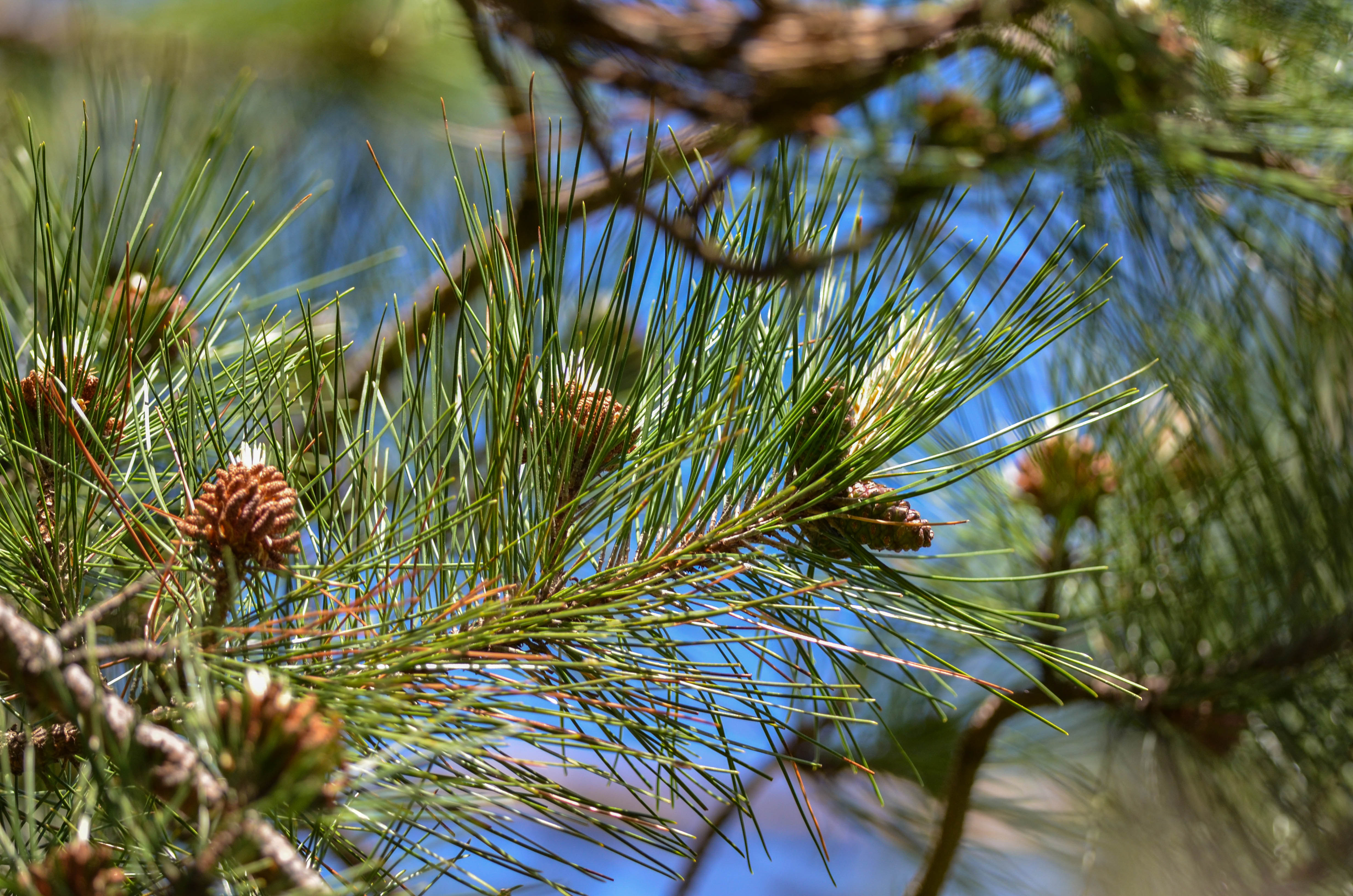 Bob St.Pierre on X: PINE CONE PONDERING Tonight's dog run left me  considering the variety of ways plants spread their seed. From pine cones  to maple helicopters to oak acorns to milkweed