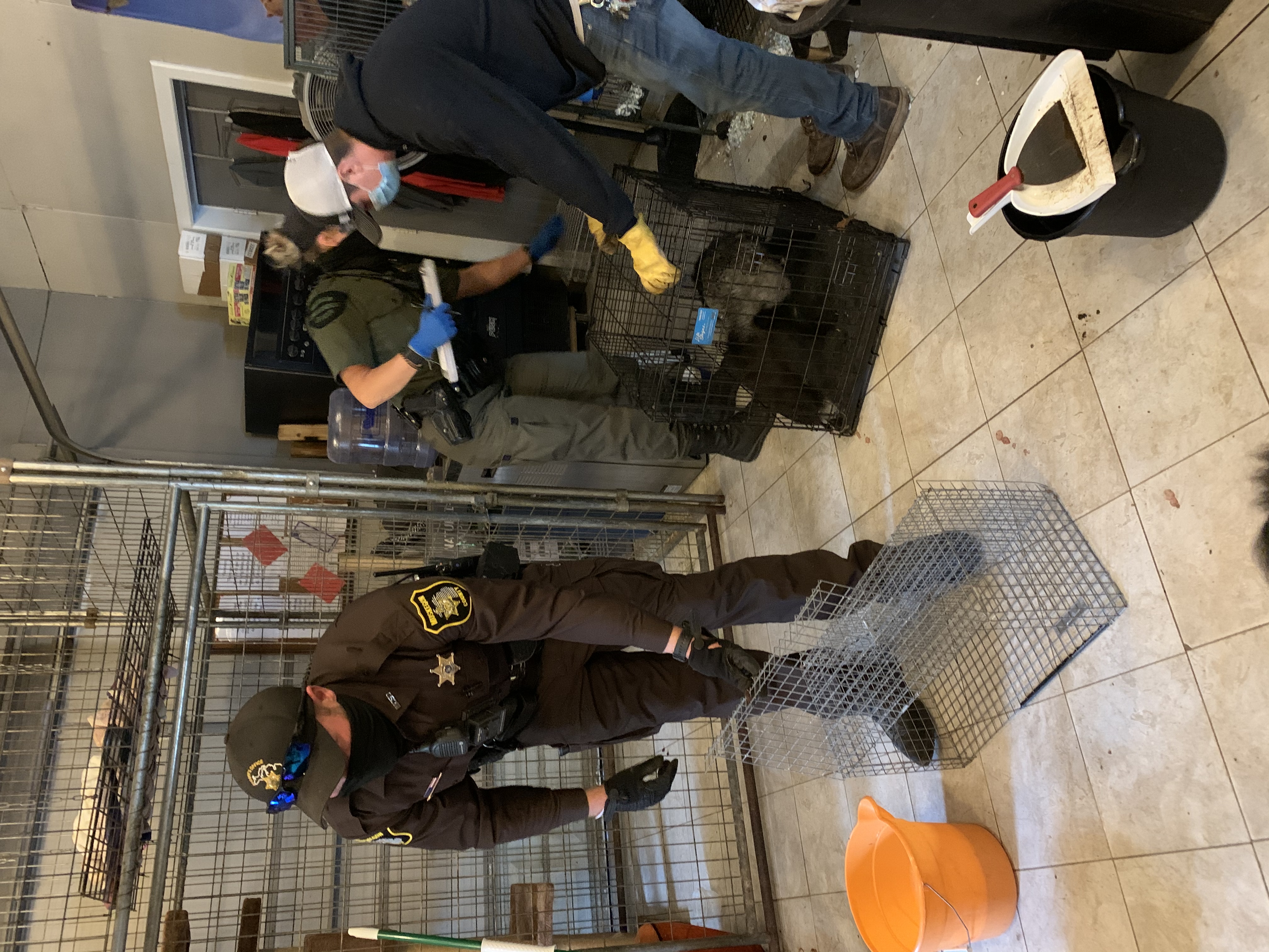 DNR searches Muskegon animal facility where child was attacked by wolf ...