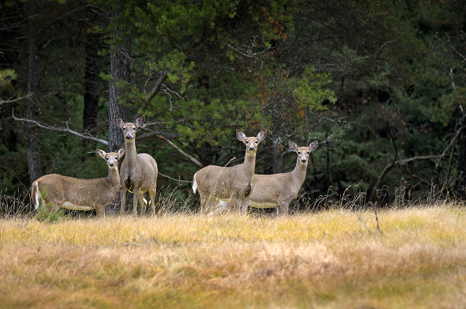 Late antlerless firearm deer hunt in select northeastern Michigan