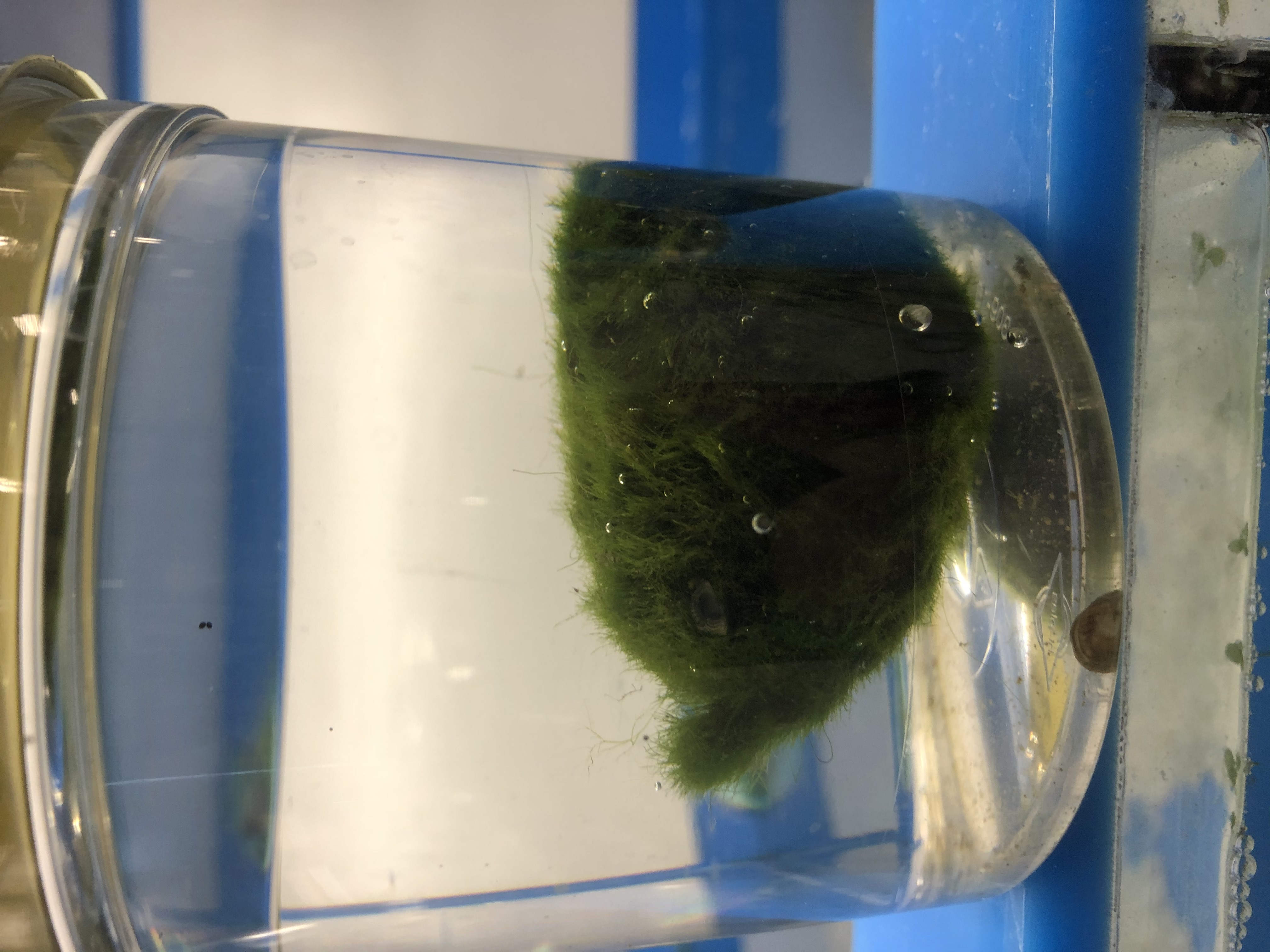 Invasive Zebra Mussels found in aquarium “moss ball” product in