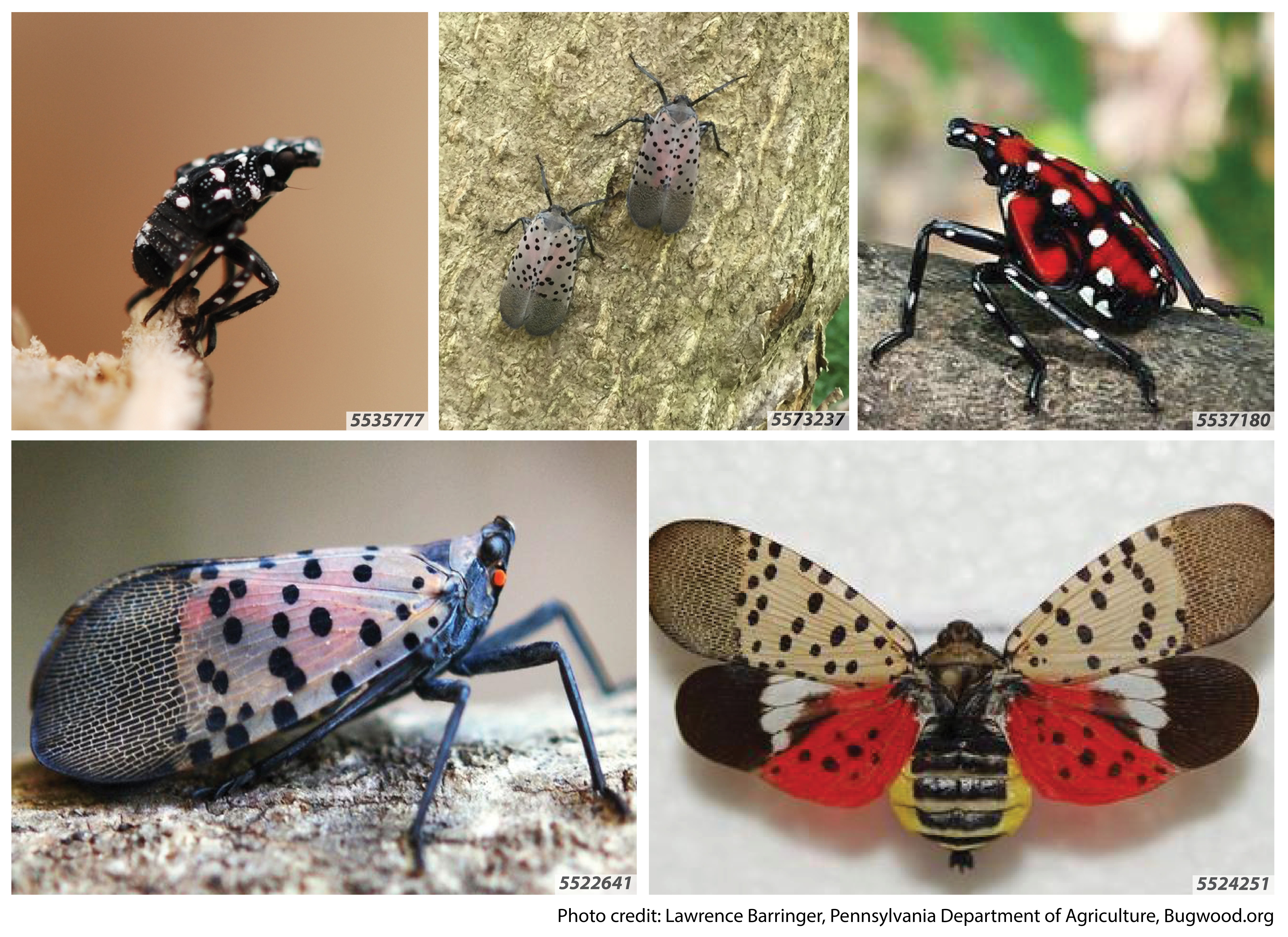 Spotted lanternfly found in Oakland County
