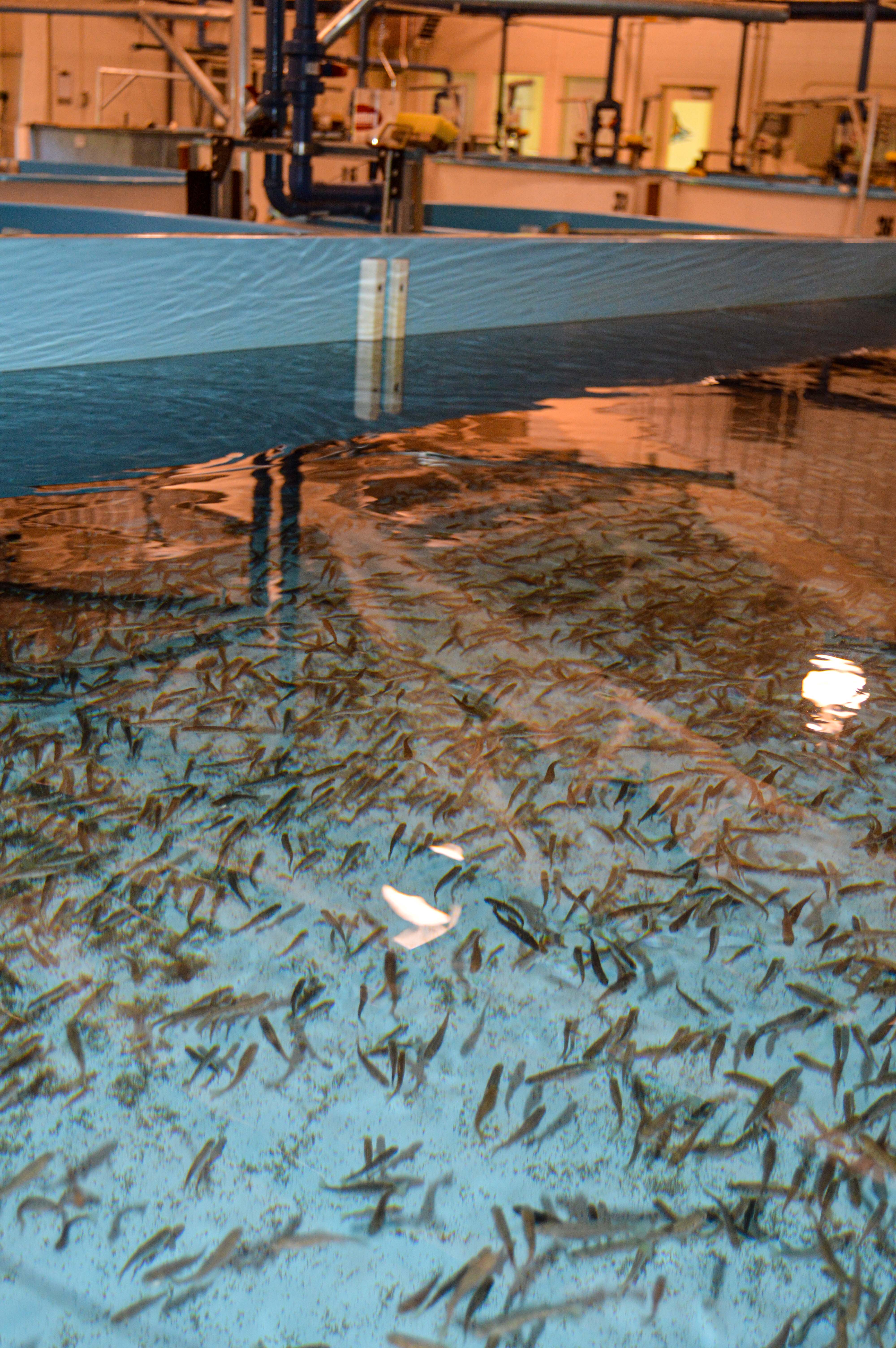 Showcasing the DNR: One hundred and fifty years of Michigan fish hatcheries