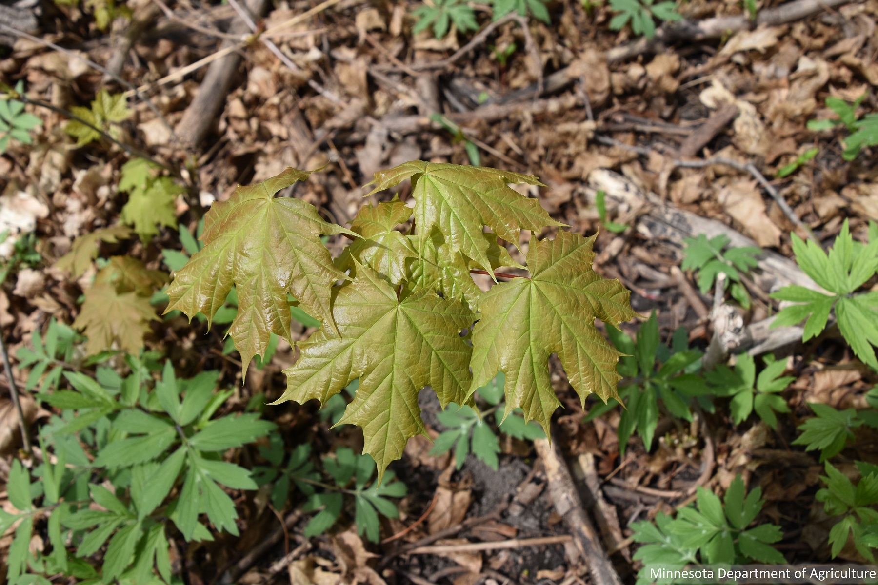 November Weed Of The Month Norway Maple