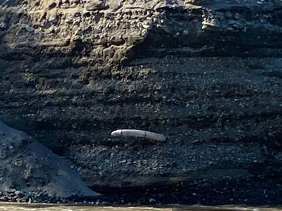 A mammoth tusk protruding from the riverbank on the Koyukuk River