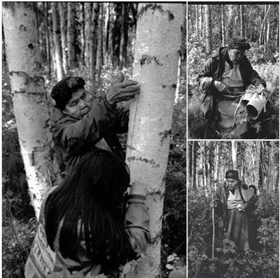 Sarah Malcolm collecting birch bark