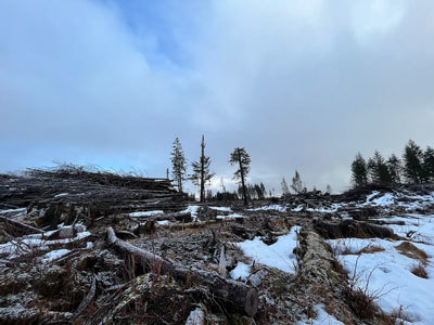 A timber harvest site is seen in Yakutat.