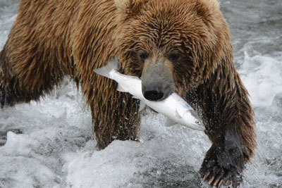 Brown bear, Ursus arctos, on the Alaska Peninsula in 2021.