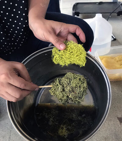 making a natural dye with wolf moss