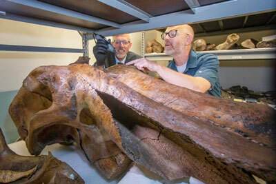 University of Alaska Fairbanks Chancellor Dan White and ecologist Matthew Wooller sample a mammoth skull 