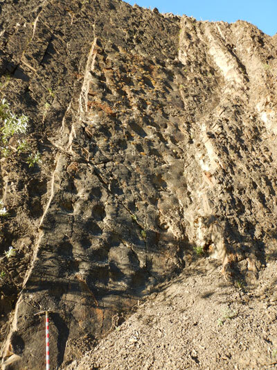 Close up image on one wall showing numerous depressions of hadrosaur footprints. 