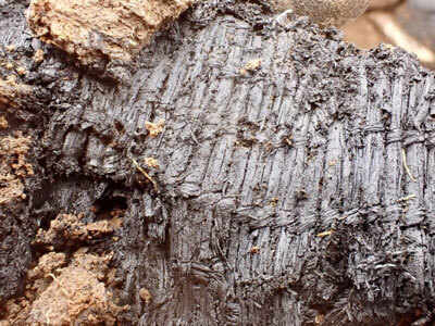 Detail of 3,000-year-old grass matting from ancestral Alutiiq house by Karluk Lake. Photo by Patrick Saltonstall, Alutiiq Museum.