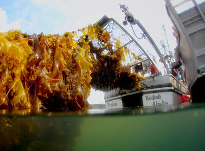 a boat pulls in a line of seaweed