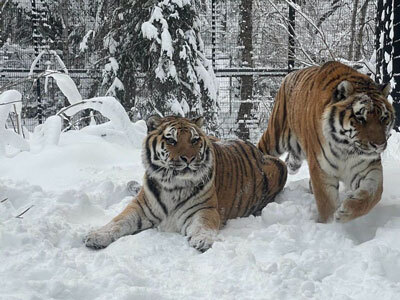 Tiger siblings Korol and Kunali relax in the snow at the Alaska Zoo in Anchorage. 