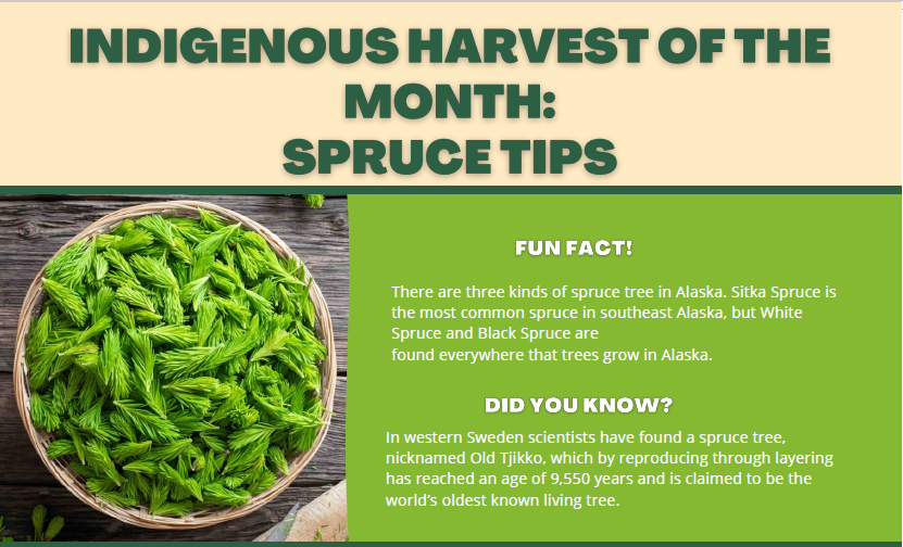 June Harvest of the Month: Spruce Tips