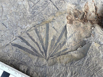 Ninety million to 100 million years since it last pulled in carbon dioxide, a ginkgo leaf fossil remains on a rock of the upper Colville River.