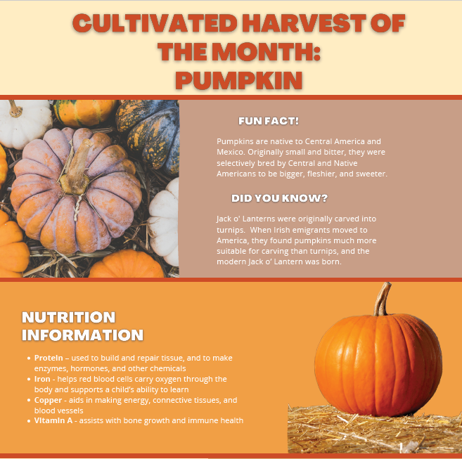 Cultivated Harvest of the Month - Pumpkin