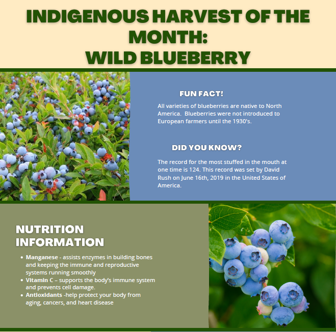 Indigenous Harvest of the Month - Wild Blueberry