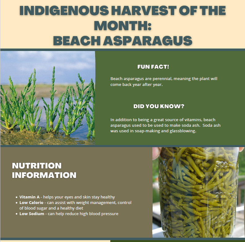 Indigenous Harvest of the Month: Beach Asparagus
