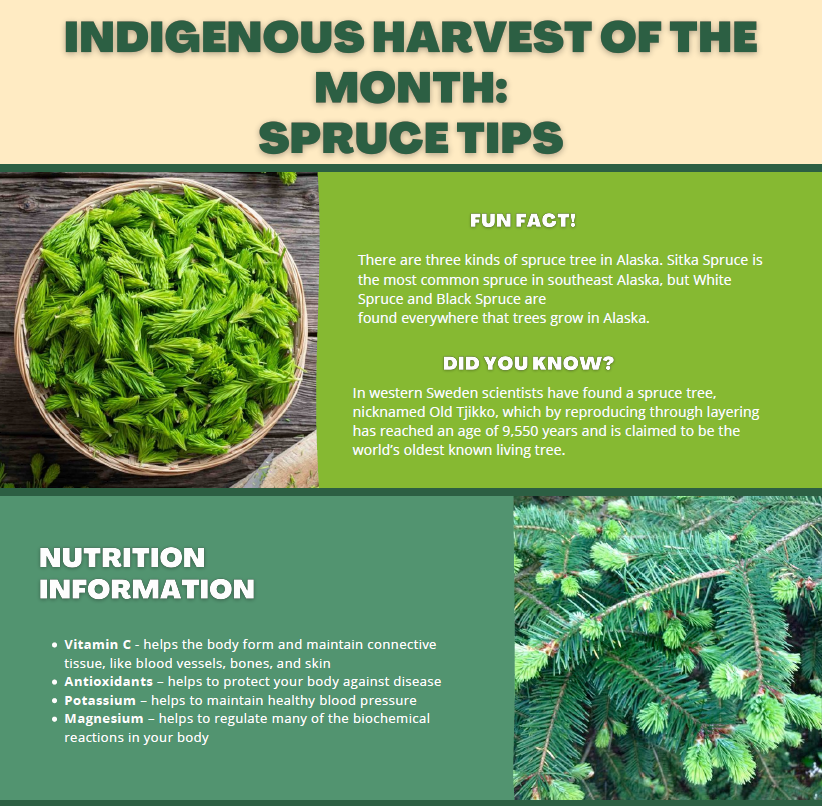 Harvest of the Month - Spruce Tips