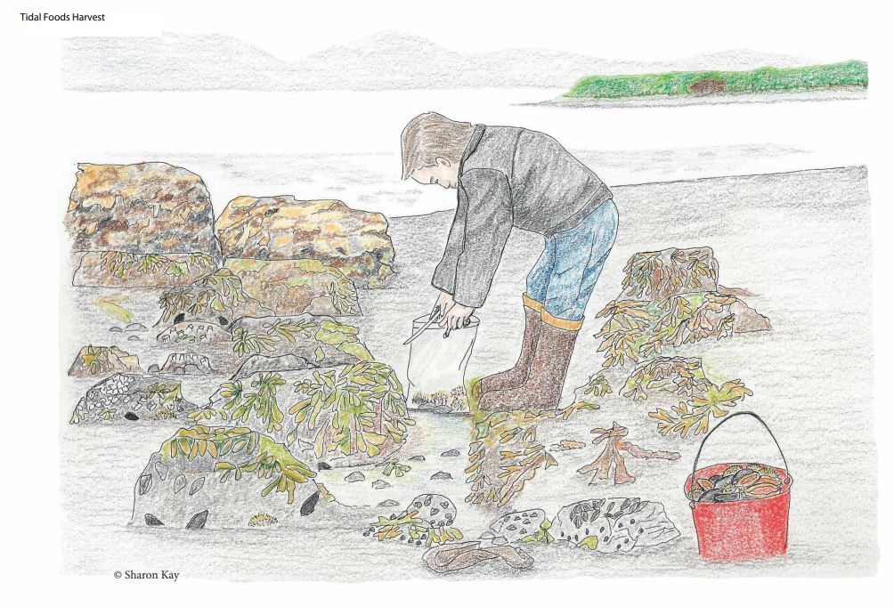 Original artwork "Tidal foods harvest" features an intertidal beach scene with chiton, seaweed and more