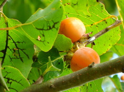 Persimmon
