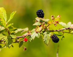 Blackberries