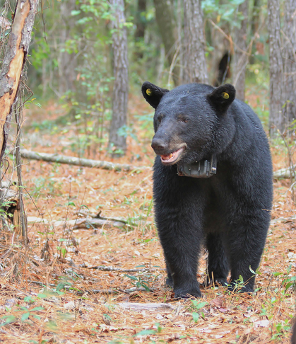 black bear with collar