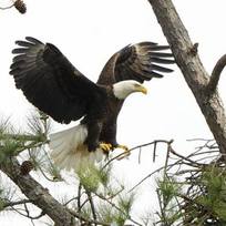 eagle awareness
