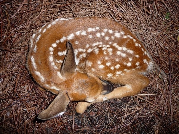 Fawn in pine straw