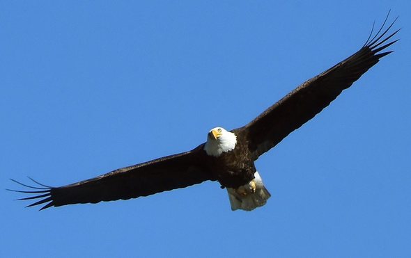 LGSP eagle