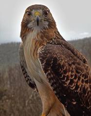 Red Tailed Hawk John Dersham