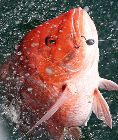 snapper18
