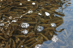 bass fingerlings