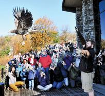 Eagle release 