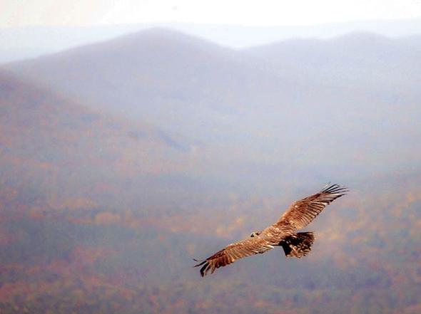 Cheaha Bald Eagle Bill Wilson