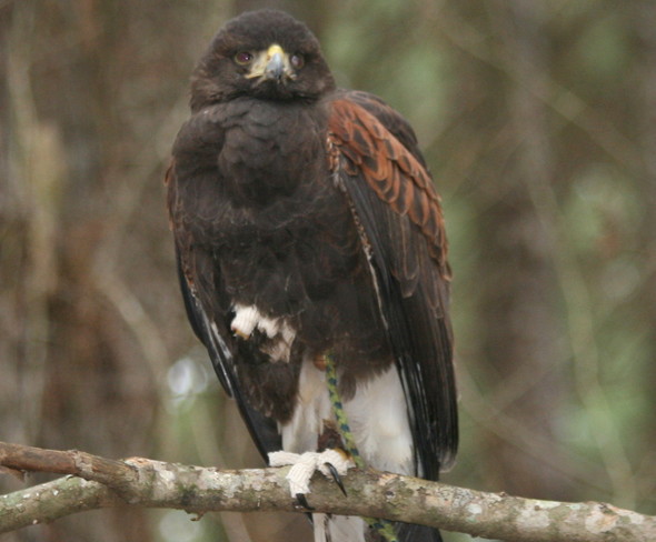 harris hawk