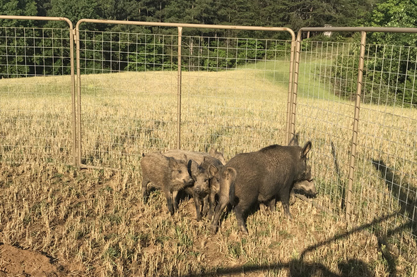 hogs