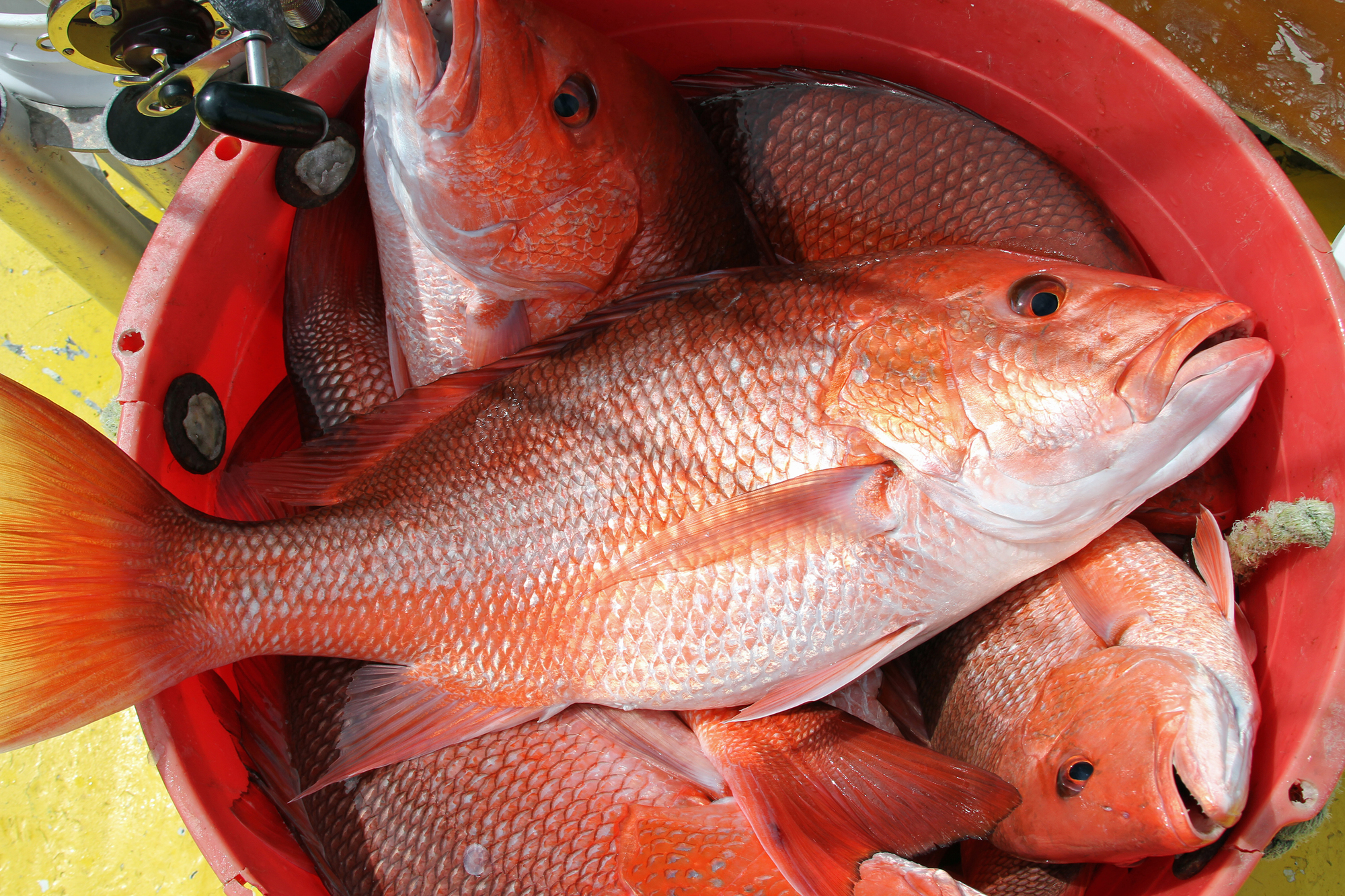 Alabama Opens for Red Snapper Fishing June 1 The Rogue Outdoorsman