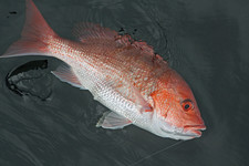 snapper