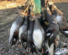 gadwalls