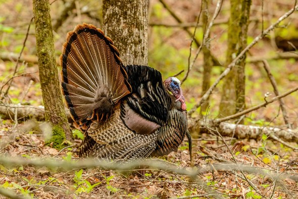 turk