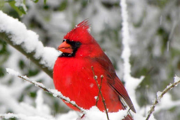cardinal