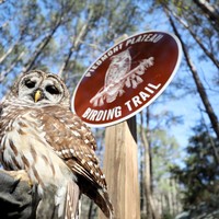 alabama birding trails