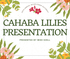 Cahaba Lilies Presentation- DSP