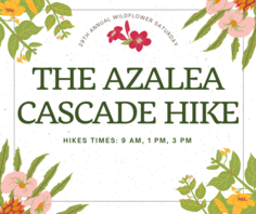 The Azalea Cascade Hike