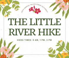 The Little River Hike- DSP