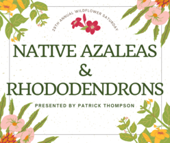 Native Azaleas and Rhododendrons- DSP